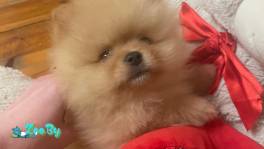 Щенки померанского шпица