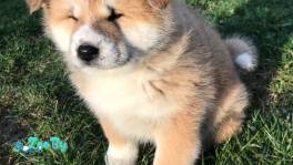 Щенок Акита-Ину. Девочка