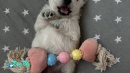 Щенки вест хайленд вайт терьер