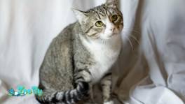 Чудесная кошечка Голди в дар