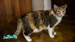 Трехцветная кошечка Злата в дар