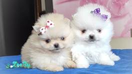 Померанский шпиц, щенки. Мини мишки