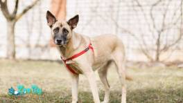 Очень срочно ищем дом для собаки Лило