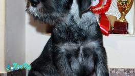 Миттельшнауцера щенки 