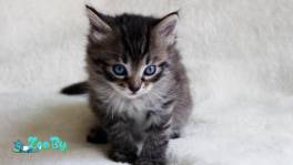 Котенок в дар, котята ищут дом