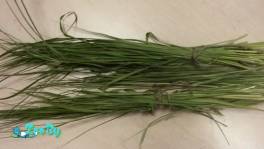 Зубровки душистой трава и калгана корни сушенные купить в Минске