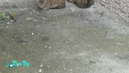 Срочно! НУЖНА ПЕРЕДЕРЖКА/ДОМ! Мегасос!