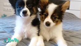 Щенки папильон мальчик, девочка 