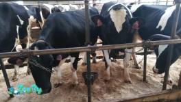 Телки Нетели племенные чистопородные