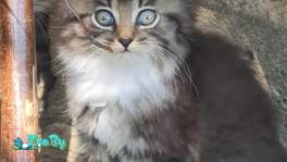 Котенок в дар