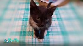 Срочно! Котёнок в добрые руки