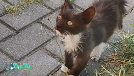 СРОЧНО НУЖНА ПЕРЕДЕРЖКА КОТЕНКУ С МИКРОСПОРИЕЙ!  КОТЕНОК В ДАР, SOS