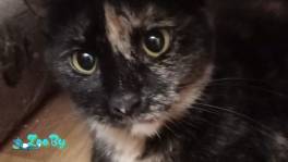 Трехцветная кошечка Маня, 1 год, стерилизована, в дар