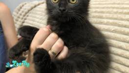 Ласковые котята ищут дом