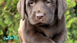 Шикарные щенки лабрадора