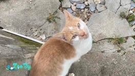 Бело-рыжий КОТ СРОЧНО ИЩЕТ ПЕРЕДЕРЖКУ ИЛИ ДОМ! БРОДИТ ПО ДАЧАМ! SOS!