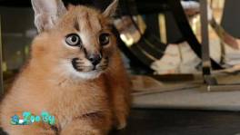 Уникальные котята сервала, саванны и каракала!