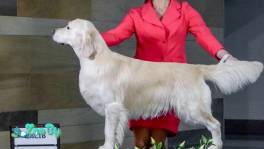 Вязка голден ретривера 