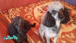 Два мальчика ищут подружек для вязки