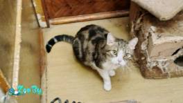 SOS! КОТЫ В ДАР! УМЕР ХОЗЯИН! 