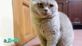 Василий - Лиловый вислоухий кот