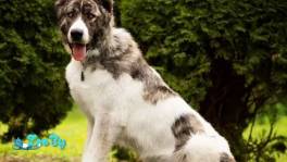 Продажа Кавказского волкодава недорого