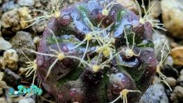 Кактус Гимнокалициум Дамси