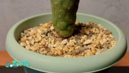 Кактус Лофофора Журдана Lophophora jourdaniana