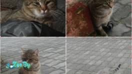 SOS! Кошка и котенок ищут дом! Срочно. Выживают на улице! 