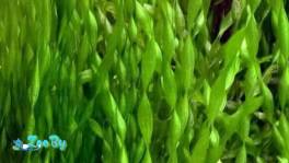 Валлиснерия спиральная