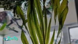 Валиснерия гигантская водное растение