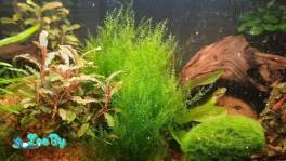 Аквариумное растение Риччия мох