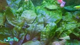 Растение эхинодорус для аквариума