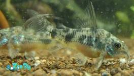 Сомики Крапчатые высокоплавничные