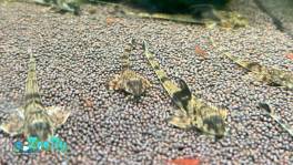 Королевская лорикария симилима