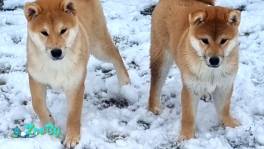 Очень перспективные щенки сиба ину