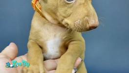 Доступен для бронирования щенок Чирнеко Дель Этна