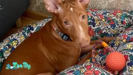 Кобель щенок фараоновой собаки