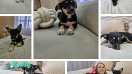 Щенята в добрые руки