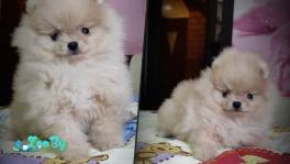 Померанский шпиц, щенки. Мини мишки 