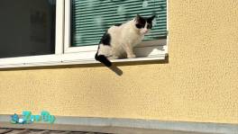 SOS! КОТА ЛЕО ВЫБРОСИЛИ ХОЗЯЕВА! В ДАР!