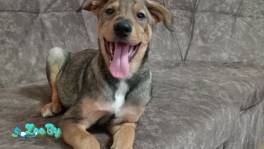  SOS! Срочно! Ищу Дом или временную передержку для щенков.