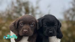 Шикарные щенки лабрадора