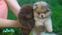 Померанский шпиц, уникальный окрас на изысканный вкус!