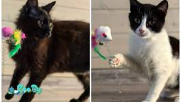 Котята в дар