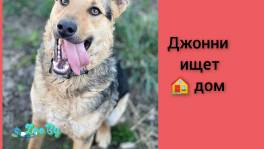 Джонни ищет семью.