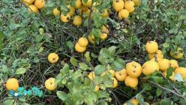 Айва японская саженцы 2Х летние