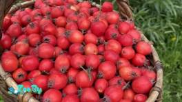 В продаже  деревья, отростки и саженцы Боярышника