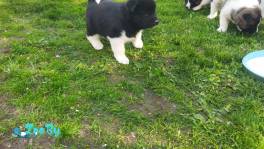 Акита американская 