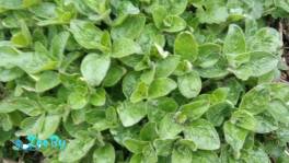 Мелиса, душица многолетние травы для чая